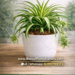 🌿 Spider Plant (Chlorophytum comosum) – Premium Indoor Air Purifying Plant