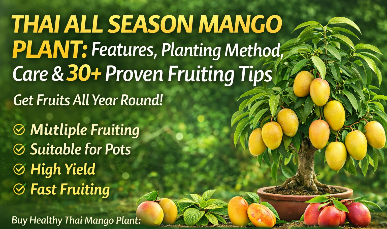 🥭 Thai All Season Mango Plant: Features, Planting Method, Care Guide & 30+ Proven Tips to Get Fruits All Year Round