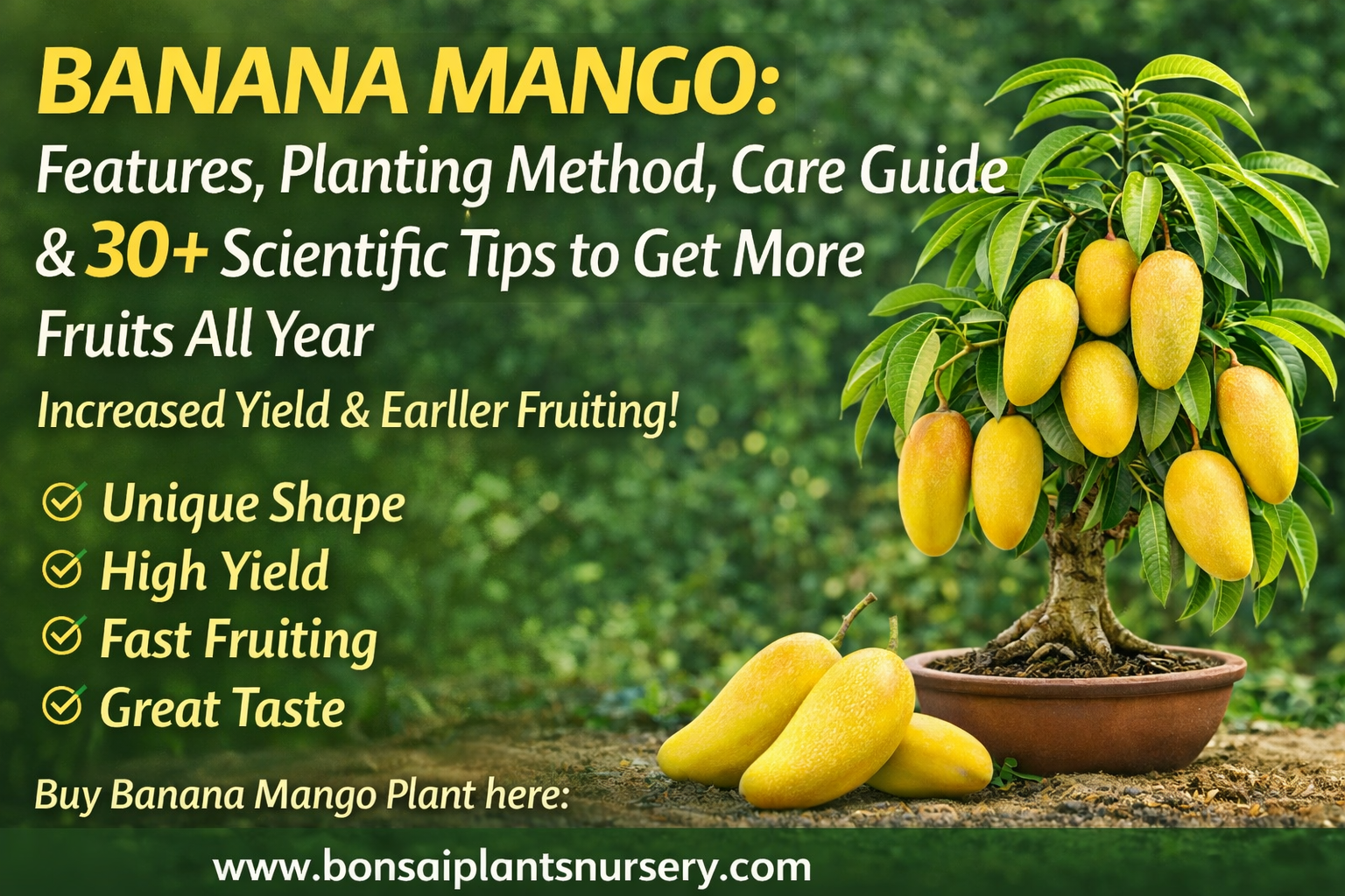🥭 Banana Mango: Features, Planting Method, Care Guide & 30+ Scientific Tips to Get More Fruits All Year