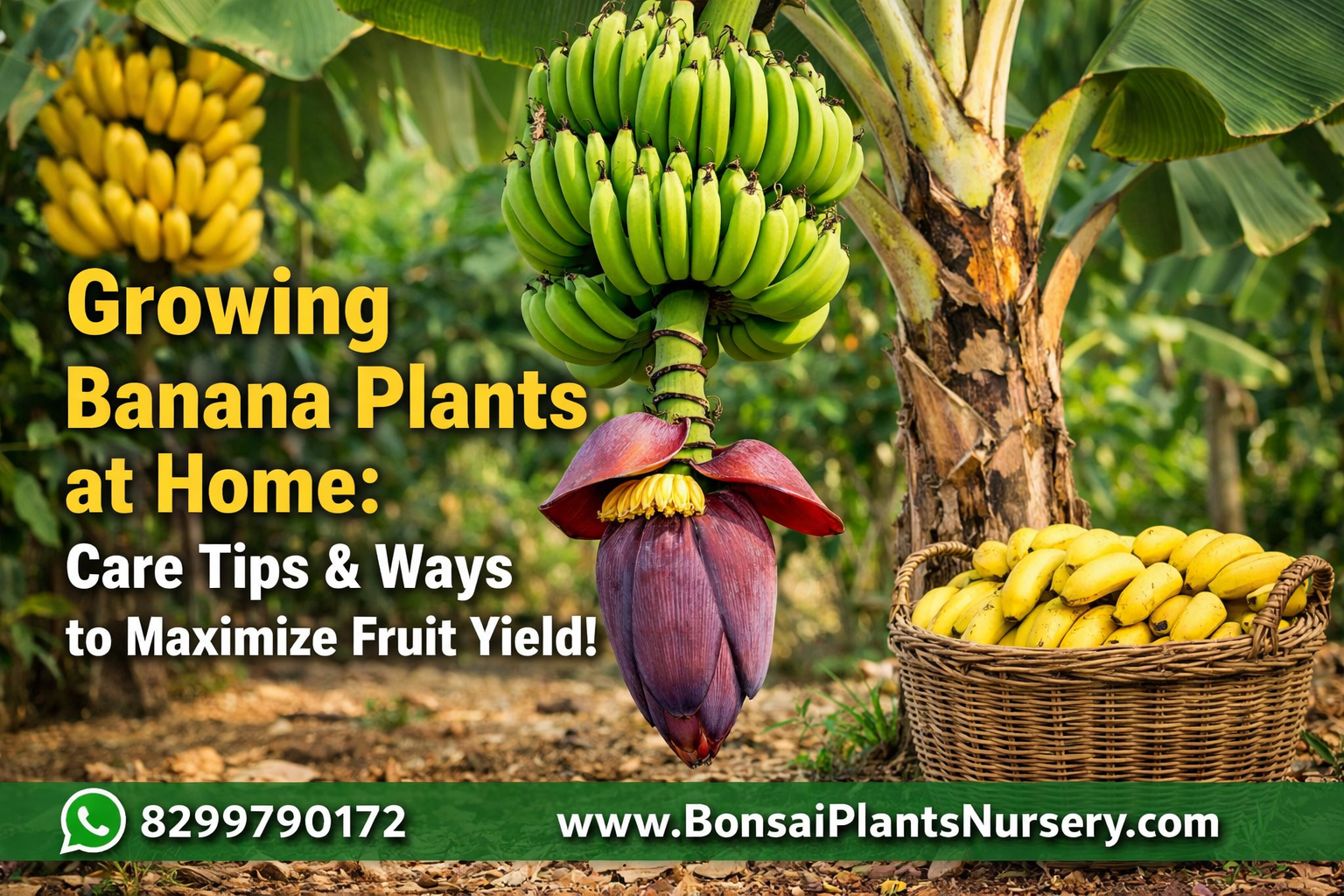 केला (Banana) का पौधा घर पर लगाने, देखरेख करने और अधिक से अधिक फल पाने के उपाय (Complete Guide in Hindi)