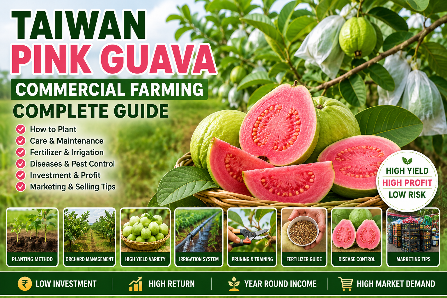 Taiwan_Pink_Guava_Commercial_Farming