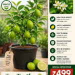 Kagzi Lemon Live Plant (Grafted) – High Yield Juicy Lemon Plant for Home & Garden