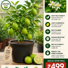 kagzi_lemon_plant