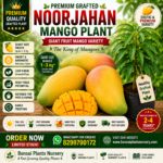 Noorjahan Mango Plant (Grafted) – Giant Fruit Mango Variety | Premium Rare Mango Plant