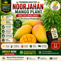 Noorjahan_Mango_Plant