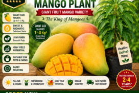 Noorjahan_Mango_Plant