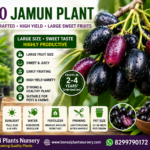 KG-10 Jamun Plant (Grafted) – High Yield Variety | Large Sweet Fruits | Fast Growing Quality Plant
