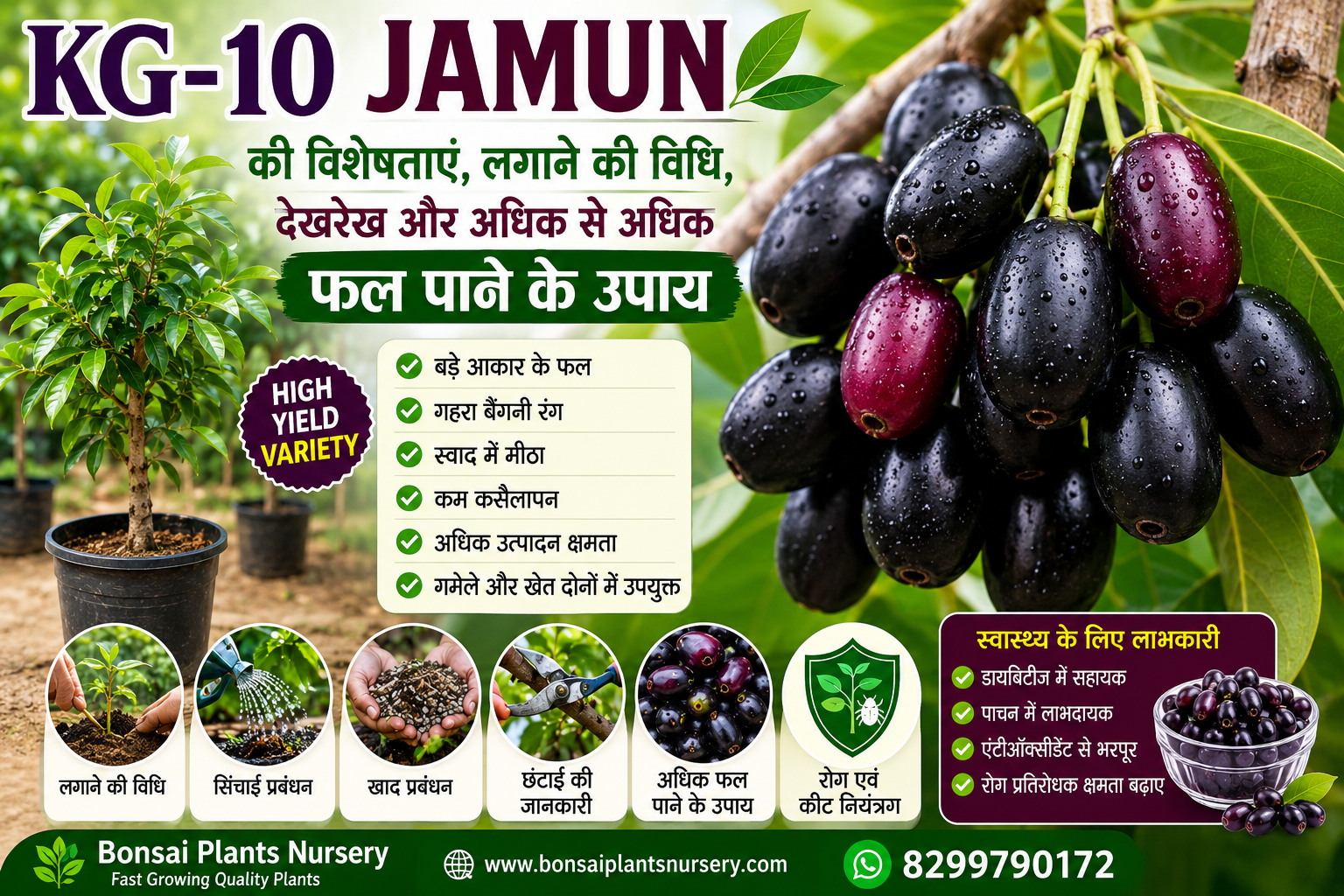 kg-10-jamun-plant